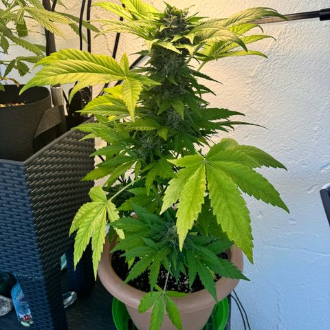 Northern Light Automatic growlog timeline photo