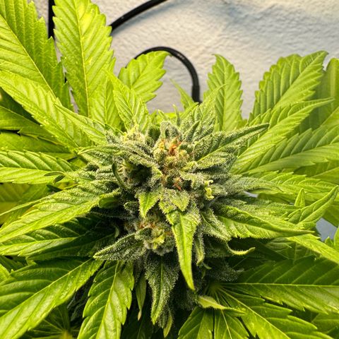 Northern Light Automatic growlog timeline photo