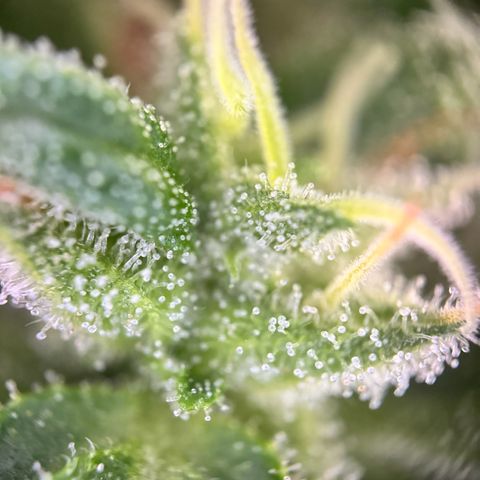 Northern Light Automatic growlog timeline photo