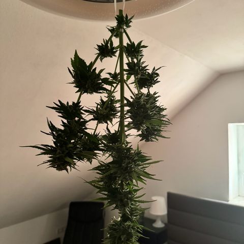 Northern Light Automatic growlog timeline photo