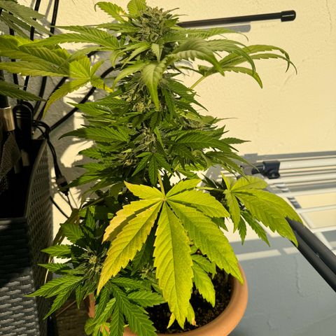 Northern Light Automatic growlog timeline photo