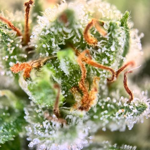 Northern Light Automatic growlog timeline photo