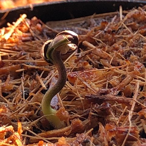 Jack Herer Auto growlog timeline photo