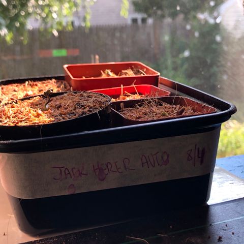 Jack Herer Auto growlog timeline photo
