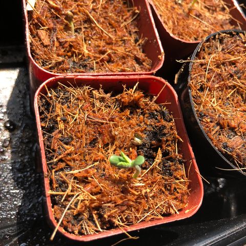 Jack Herer Auto growlog timeline photo
