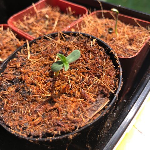Jack Herer Auto growlog timeline photo