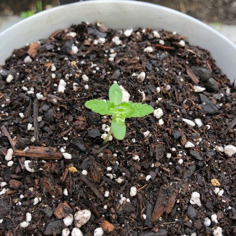Jack Herer Auto growlog timeline photo