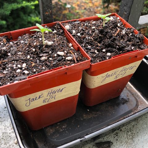 Jack Herer Auto growlog timeline photo