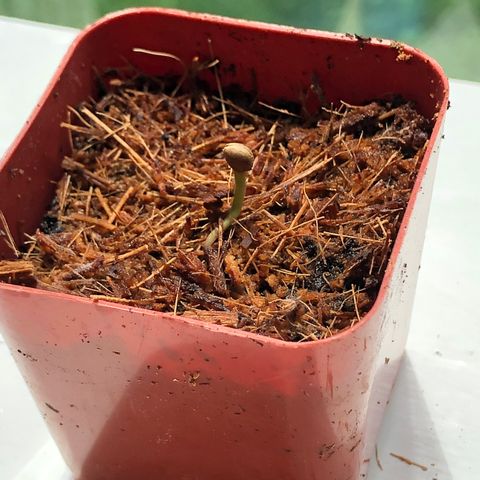Jack Herer Auto growlog timeline photo