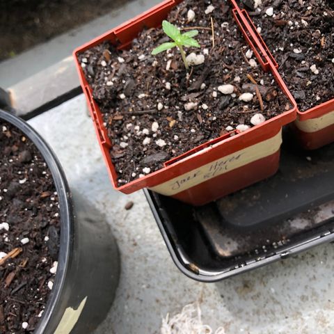 Jack Herer Auto growlog timeline photo