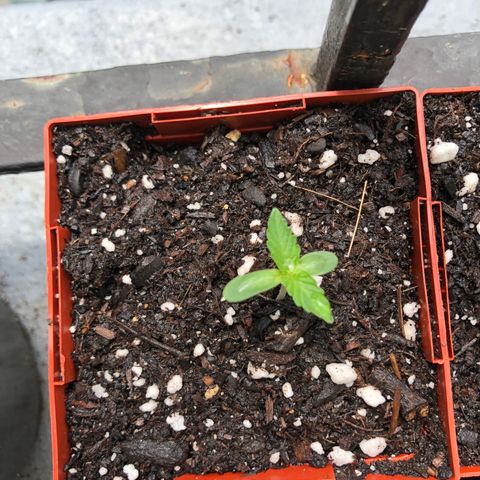 Jack Herer Auto growlog timeline photo