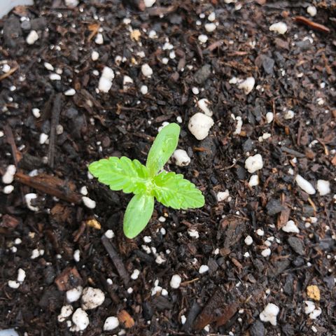 Jack Herer Auto growlog timeline photo