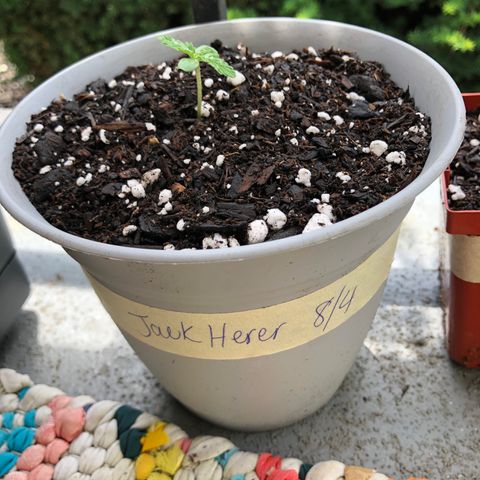 Jack Herer Auto growlog timeline photo