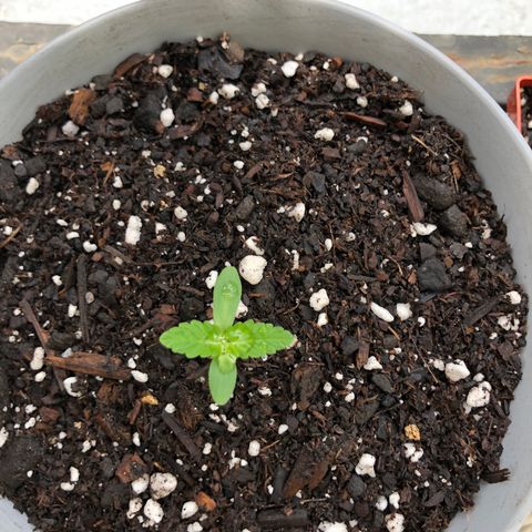 Jack Herer Auto growlog timeline photo