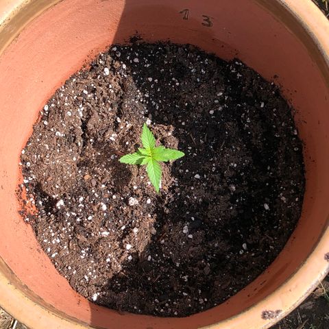 Jack Herer Auto growlog timeline photo