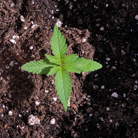 Jack Herer Auto growlog timeline photo