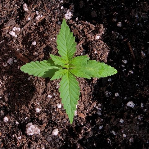 Jack Herer Auto growlog timeline photo