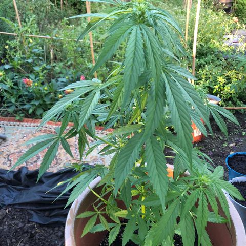 Jack Herer Auto growlog timeline photo