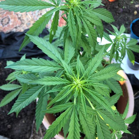 Jack Herer Auto growlog timeline photo