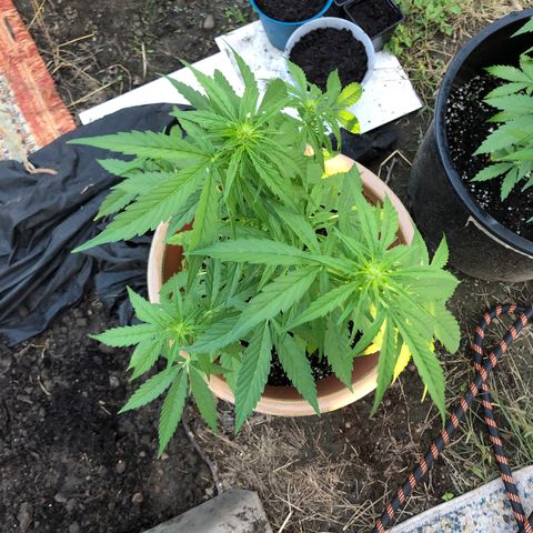 Jack Herer Auto growlog timeline photo