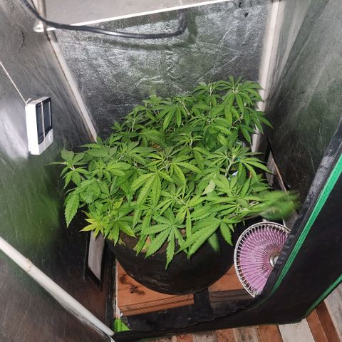 Papi growlog photo: Primer día de 13/11
13 horas de luz y 11 hs de oscuridad
Del 7 de julio al 3 de agosto 