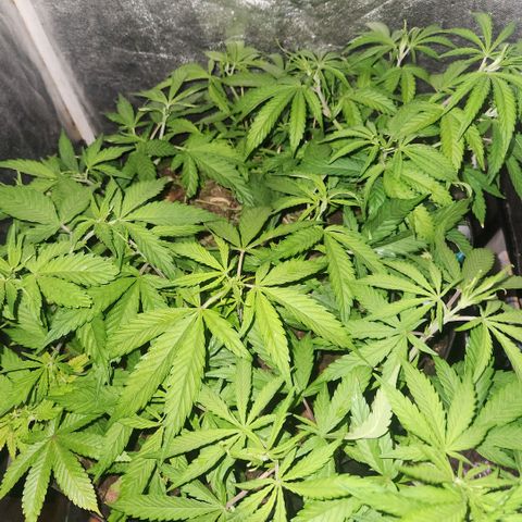 Papi growlog photo: Primer día de 13/11
13 horas de luz y 11 hs de oscuridad
Del 7 de julio al 3 de agosto 