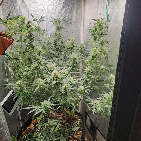 Papi growlog photo: Mitad de flora 
Creo mantenerla hasta la semana 12
