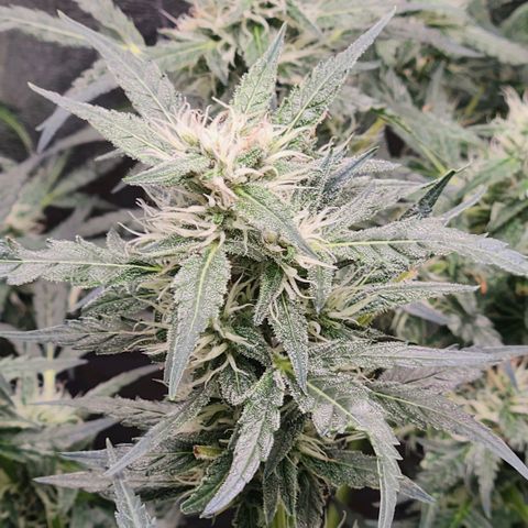 Papi growlog timeline photo