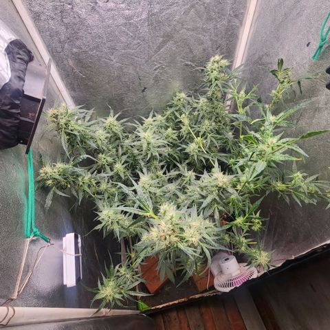 Papi growlog timeline photo