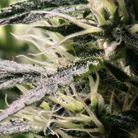 Papi growlog timeline photo