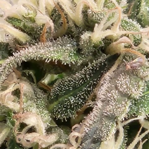 Papi growlog timeline photo