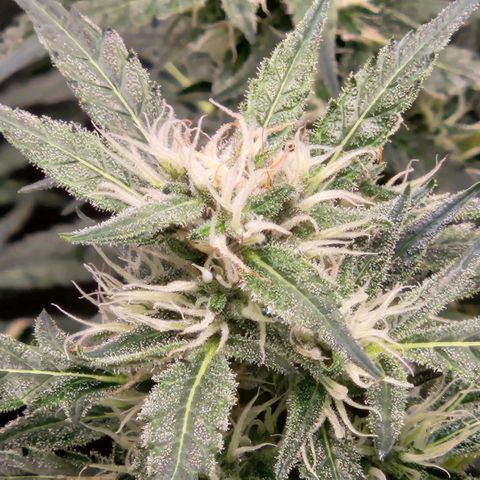 Papi growlog timeline photo