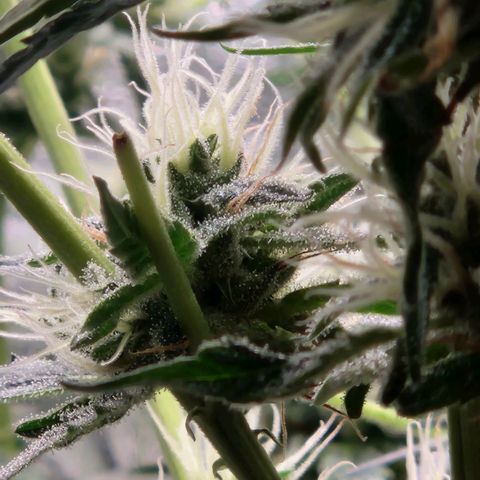 Papi growlog timeline photo