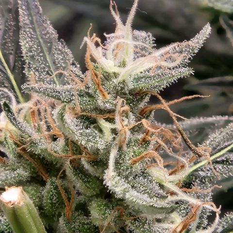 Papi growlog timeline photo