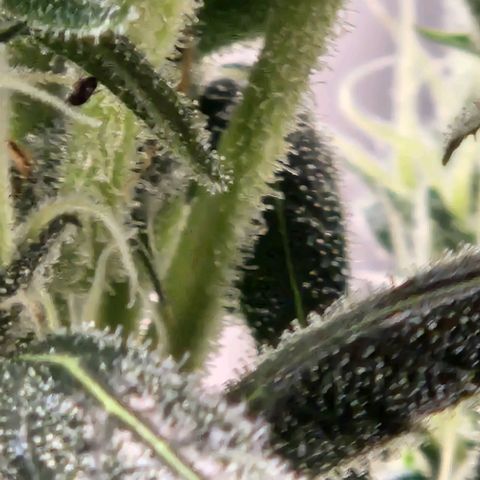 Papi growlog timeline photo