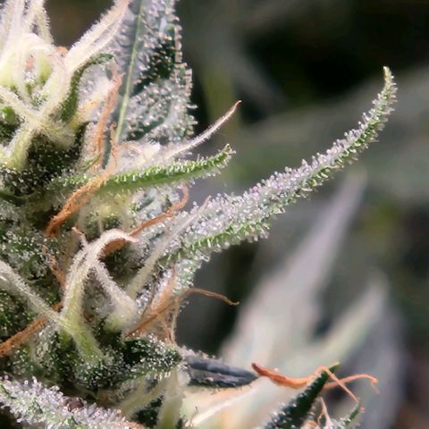 Papi growlog timeline photo