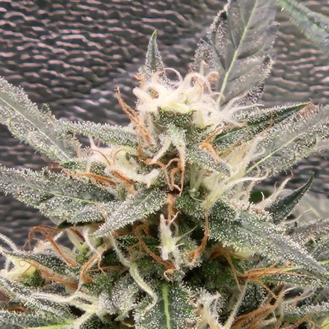 Papi growlog timeline photo