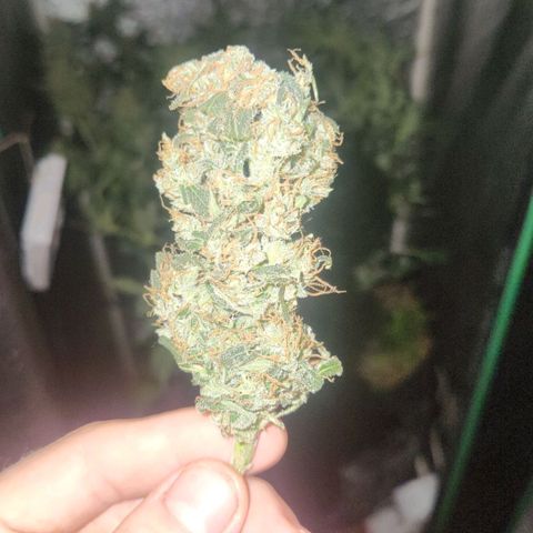 Papi growlog timeline photo