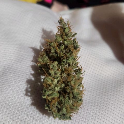 Papi growlog photo: Curado k2×BB