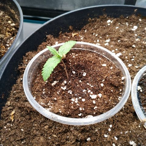 Auto Orange Bud growlog timeline photo