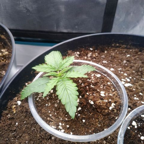 Auto Orange Bud growlog timeline photo