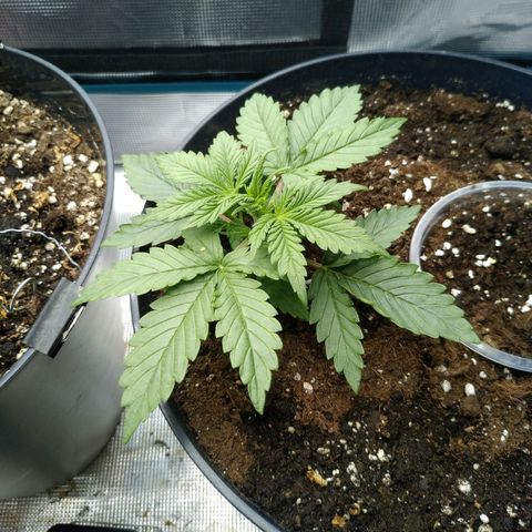 Auto Orange Bud growlog timeline photo