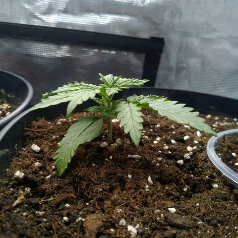 Auto Orange Bud growlog timeline photo