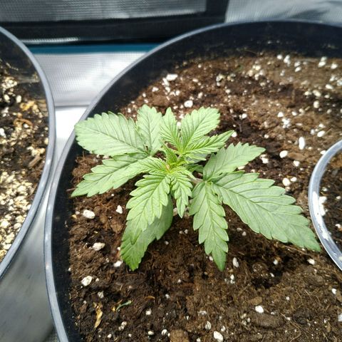 Auto Orange Bud growlog timeline photo