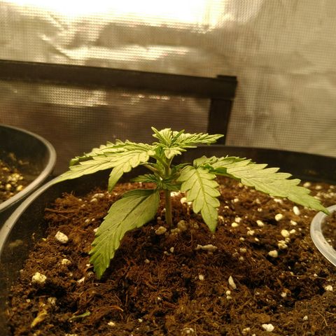 Auto Orange Bud growlog timeline photo