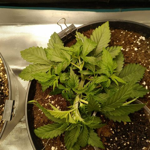 Auto Orange Bud growlog timeline photo