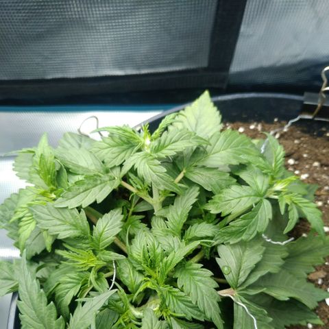 Auto Orange Bud growlog photo: Влил 350 енхенсера, разогнул