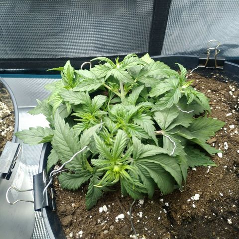 Auto Orange Bud growlog photo: Влил 350 енхенсера, разогнул