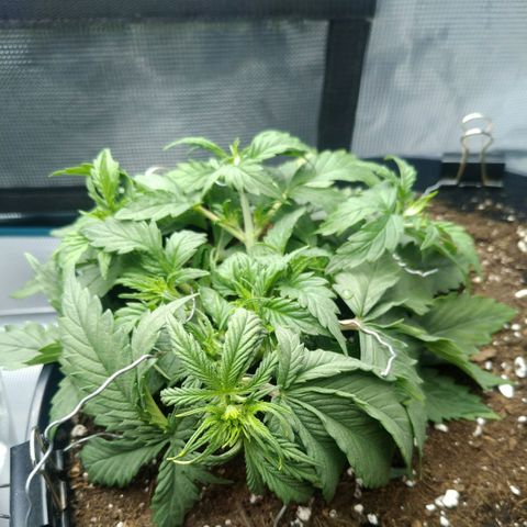 Auto Orange Bud growlog photo: Влил 350 енхенсера, разогнул