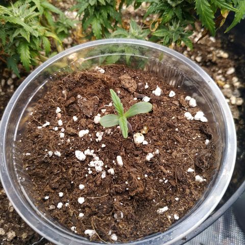 Ak 47 growlog timeline photo
